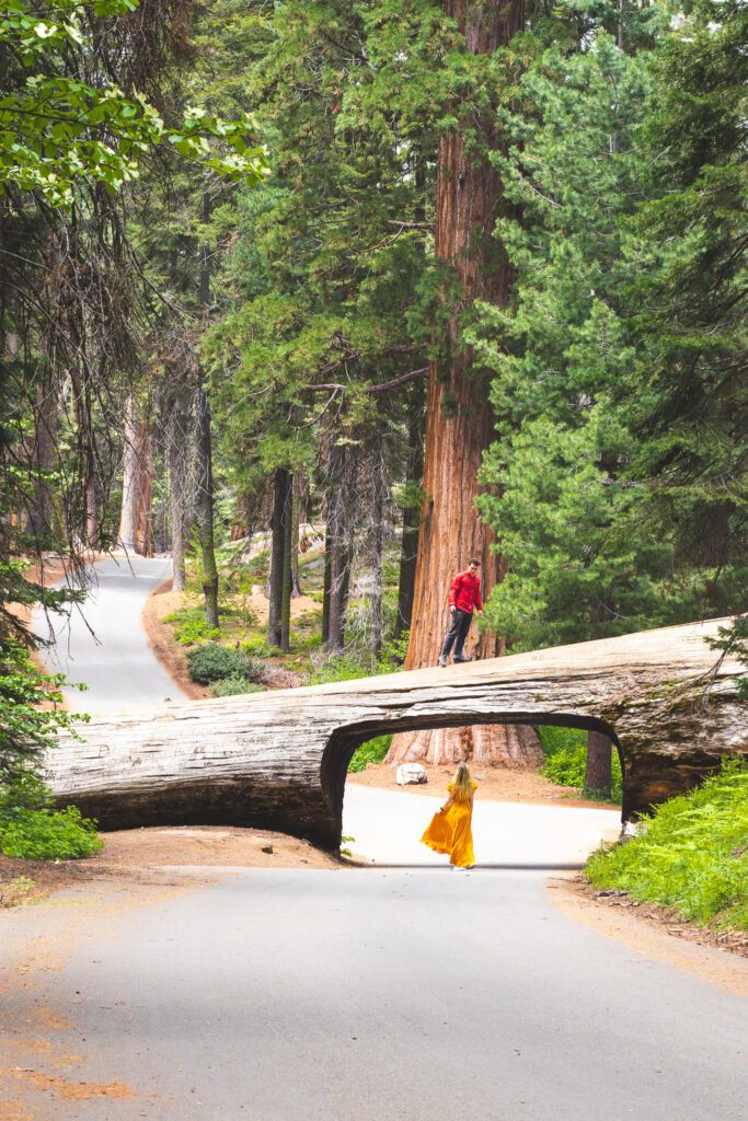 Tunnel Log in Sequoia National Park