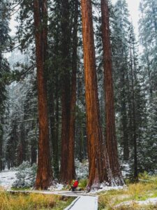 adventure couple in the winter at sequoia national park