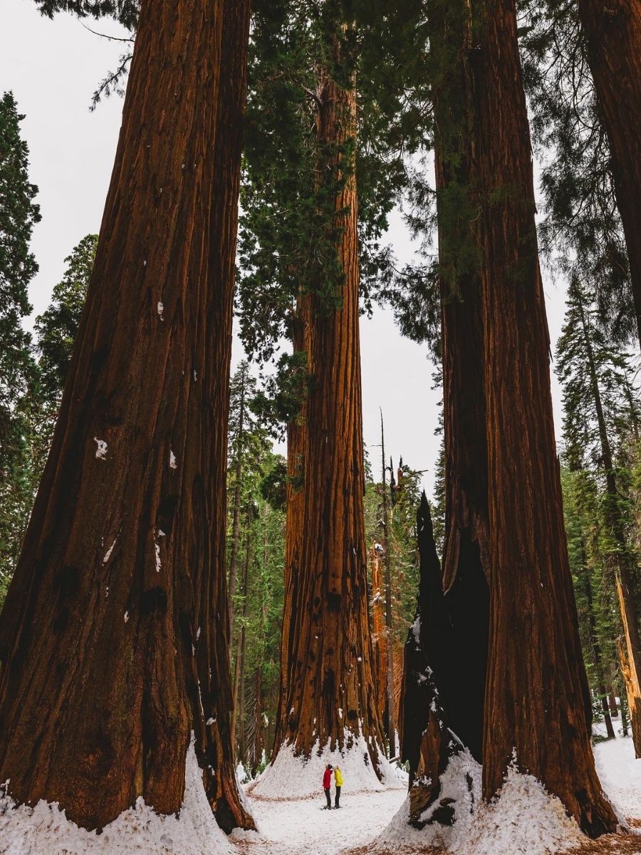 adventure couple hiking in sequoia national park during winter along congress trail