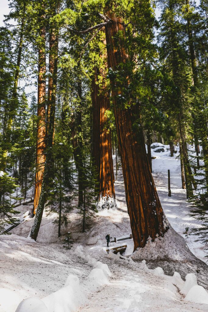 Best winter hikes shop in sequoia national park