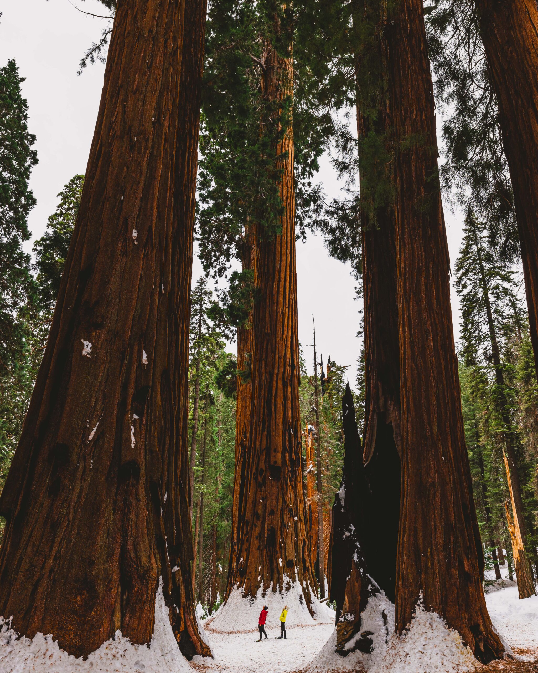 Ultimate Guide to Sequoia & Kings Canyon National Parks in the Winter