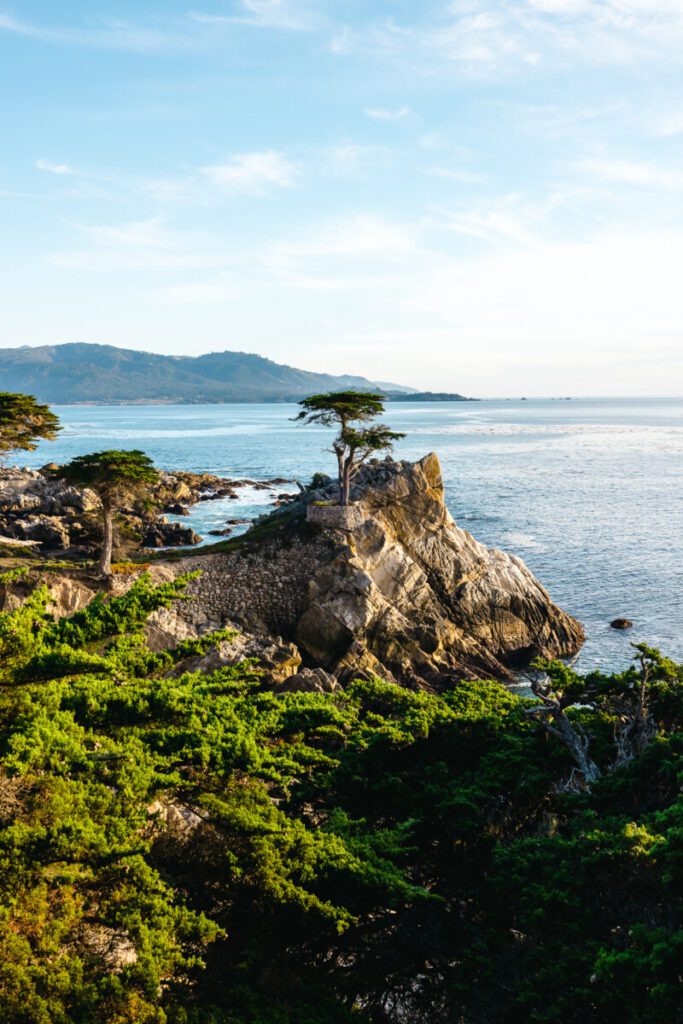 Lone Cyprus Tree along the 17 Mile Drive in Monterey