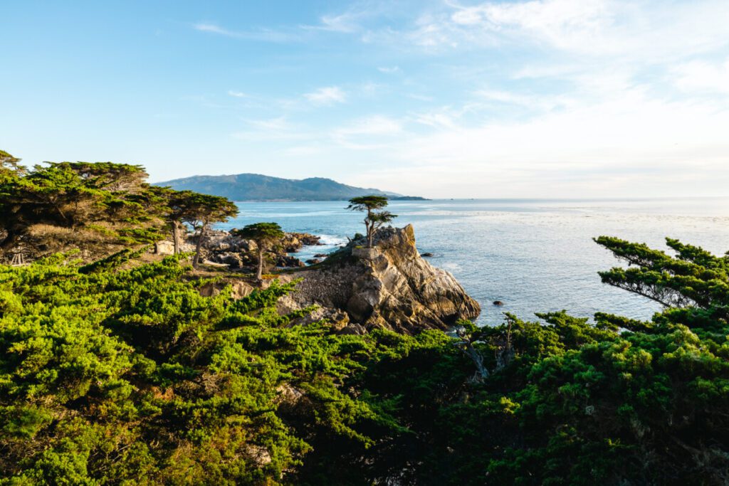 Lone Cyprus Tree on the 17 Mile Drive in Pebble Beach California