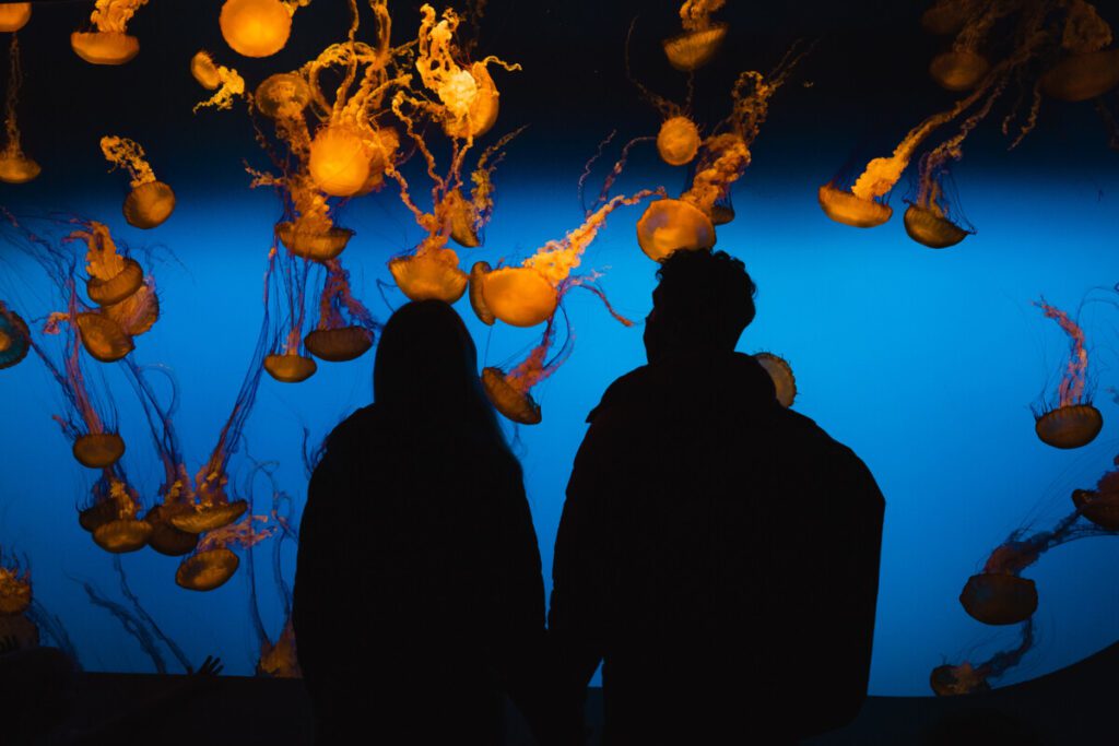 Jelly Fish Tank at the Monterey Bay Aquarium