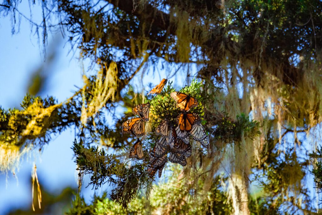 Monterey Butterfly Reserve