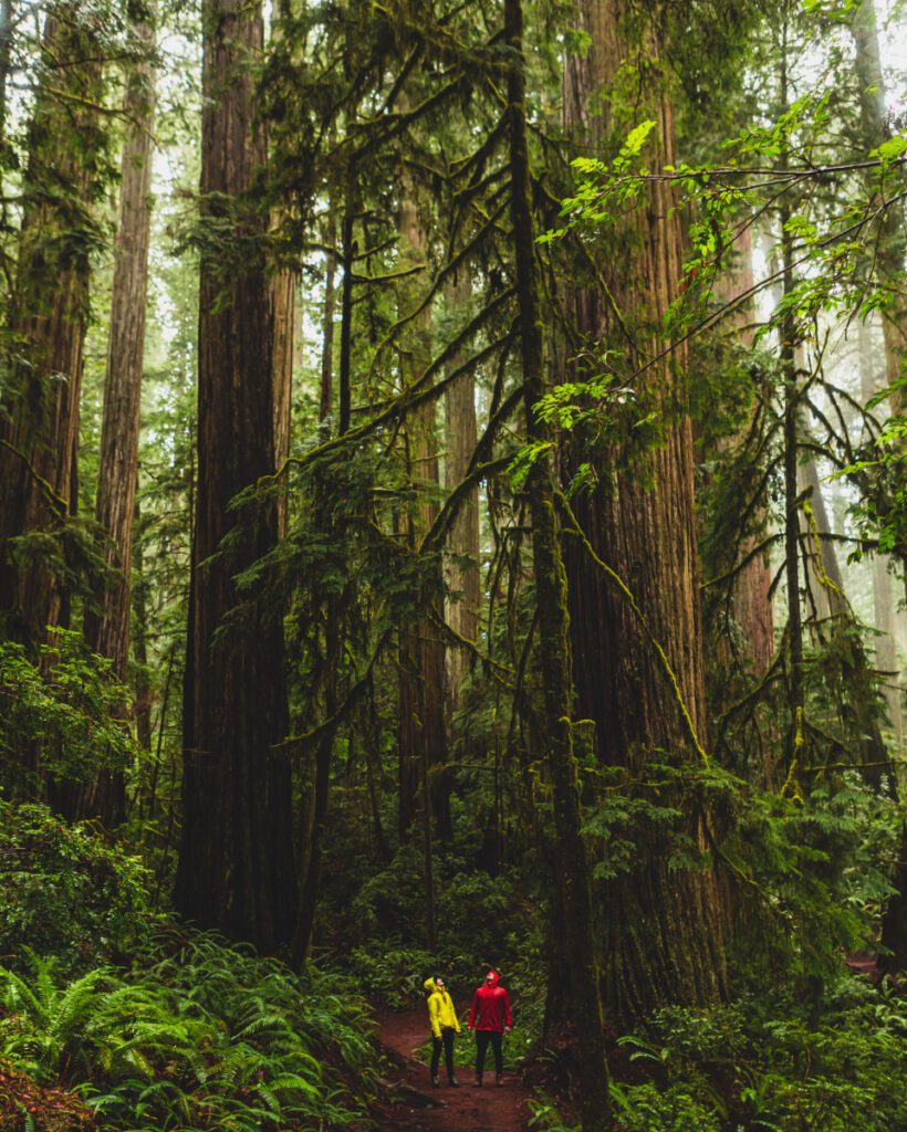 Redwoods in Jedidiah Smith State Park near Redwood National Park