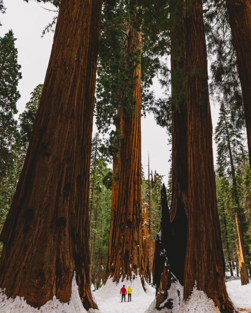 Hiking the Congress Trail in Sequoia National Park During the Winter