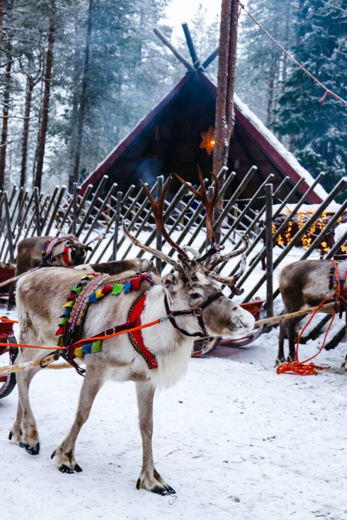 Reindeer at Santa Claus Village on the Arctic Circle in Rovaniemi