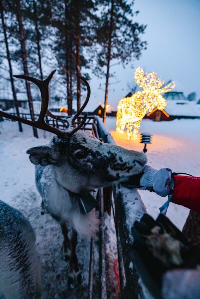 Reindeer in Finland at Arctic Snow Hotel in Rovaniemi