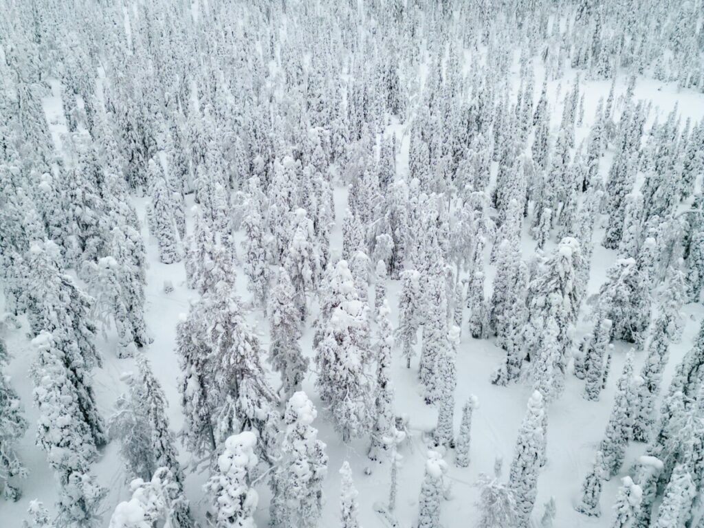 Riisinsutri National Park near Rovaniemi Finland