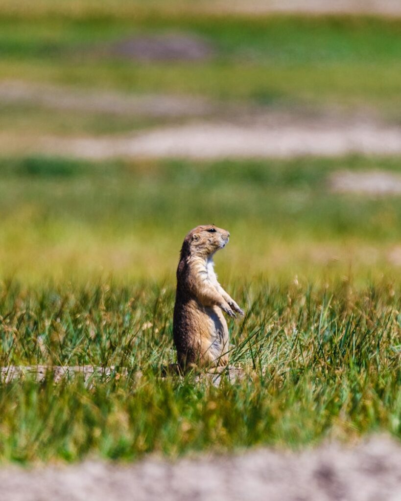 Prairie Dog in south dakota