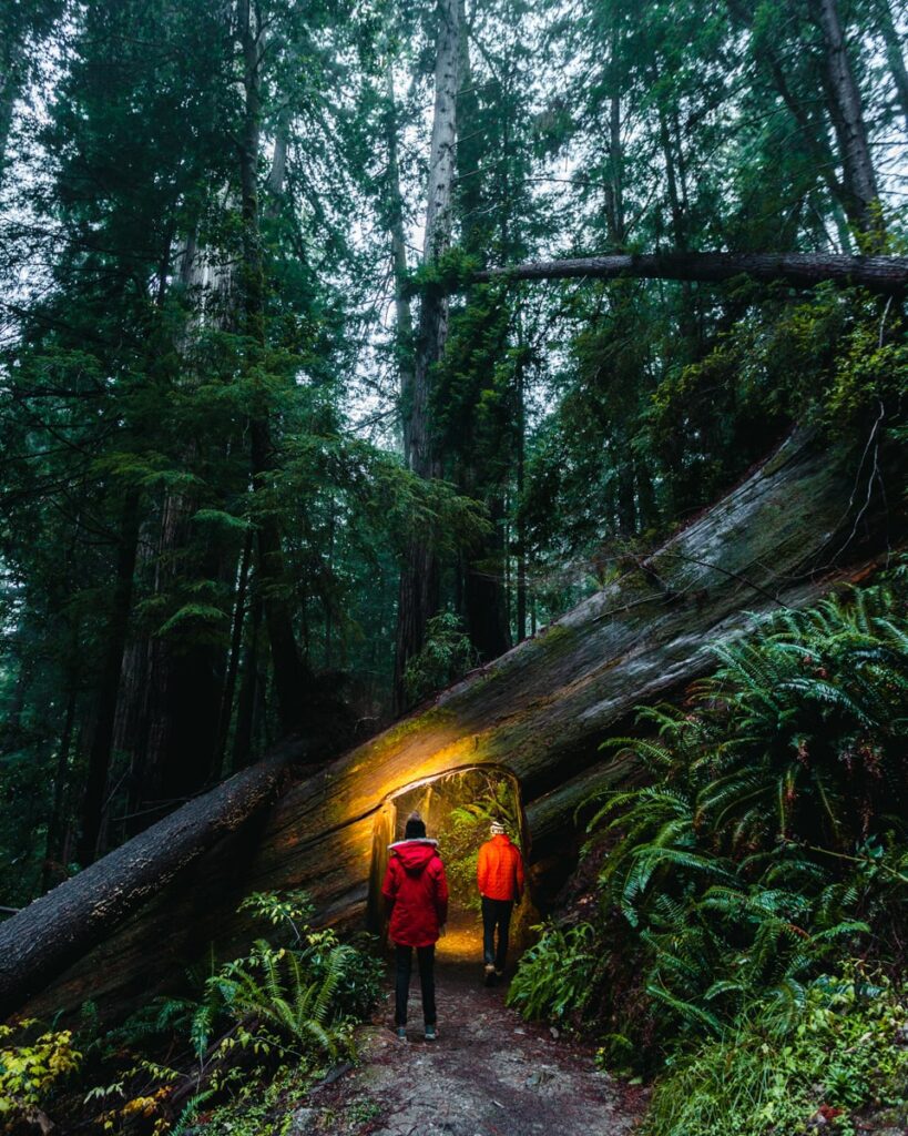 Adventure couple walking through the Hike in the Redwoods, California