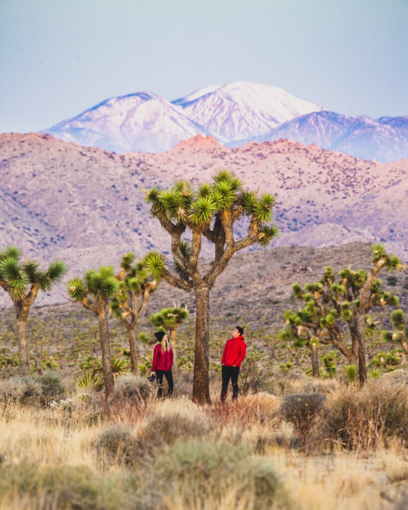 Joshua Tree National Park