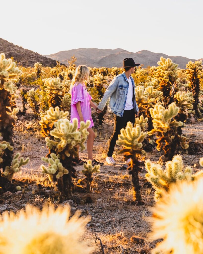 Joshua Tree National Park Cholla Cactus Garden at sunset