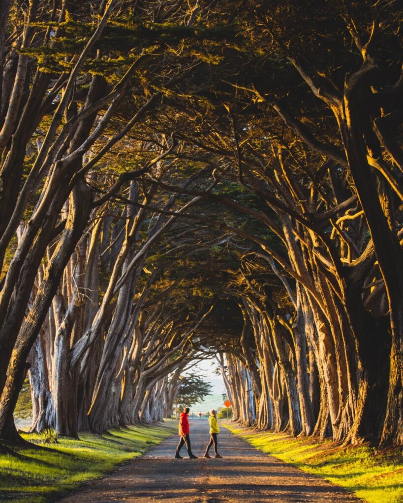 Cyprus Tree Tunnel at Point Reyes National Seashore