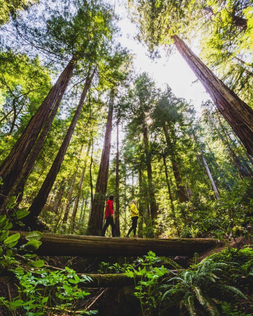 Muir Woods National Monument Trails for Hiking