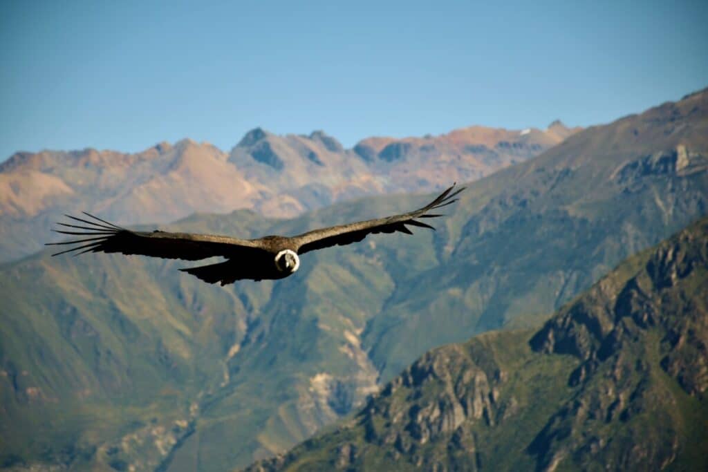 California Condor flying