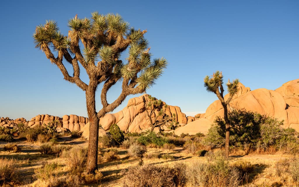 Joshua Tree National Park