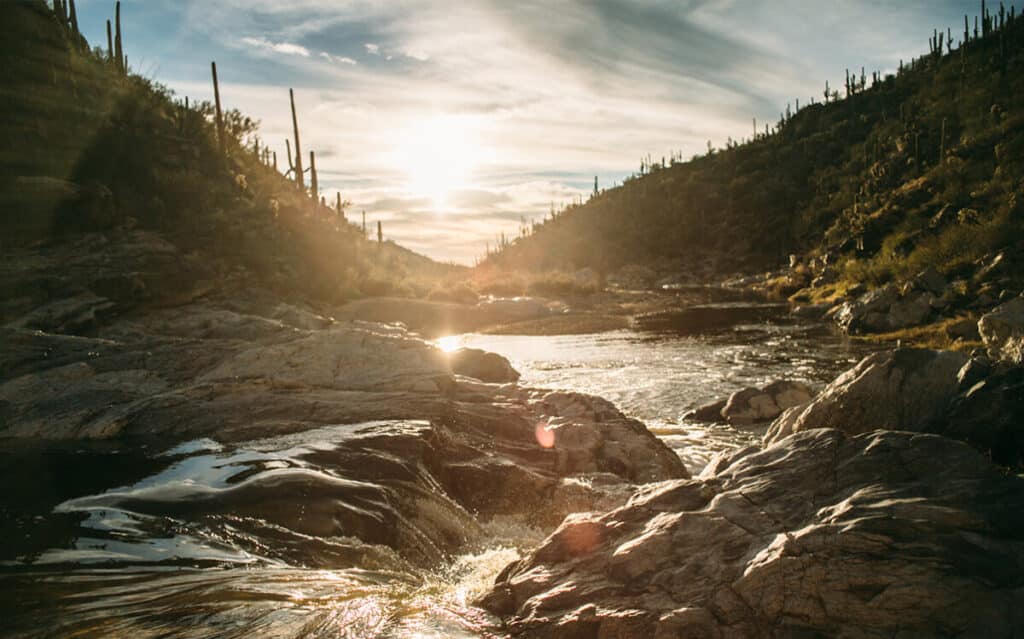 Saguaro National Park