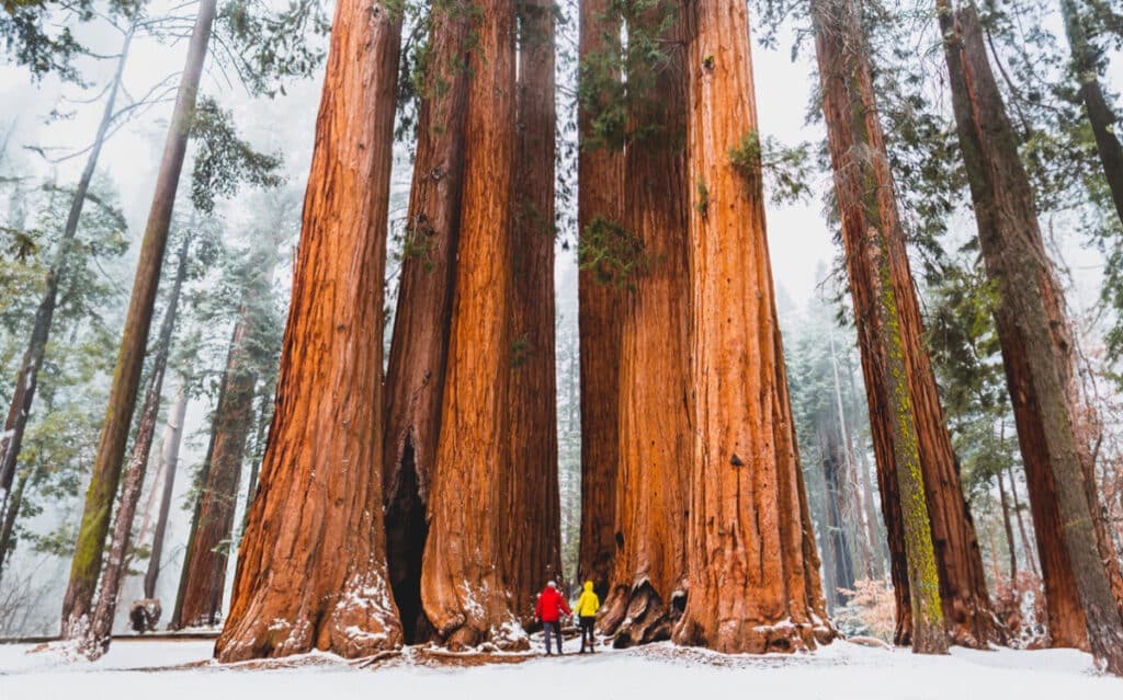 The Lovers Passport at Sequoia National Park