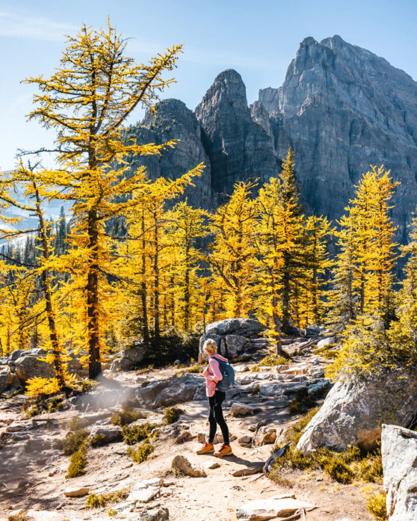 Hiking through Larches in Banff National Park Big Beehive