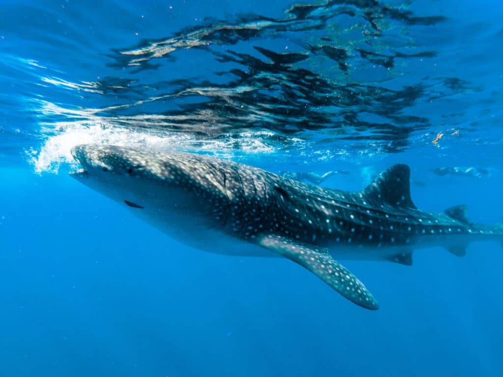 Swimming with Whalesharks near Isla Mujeres