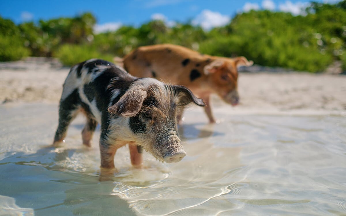Pigs on Pig Beach