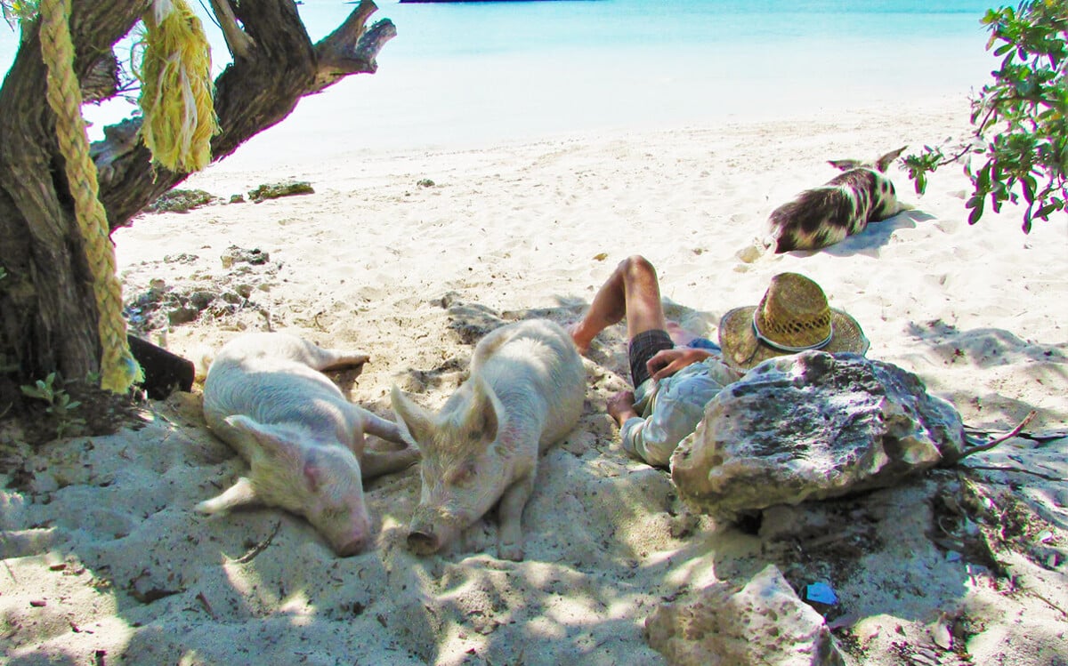 Sleeping Pigs on Pig Beach