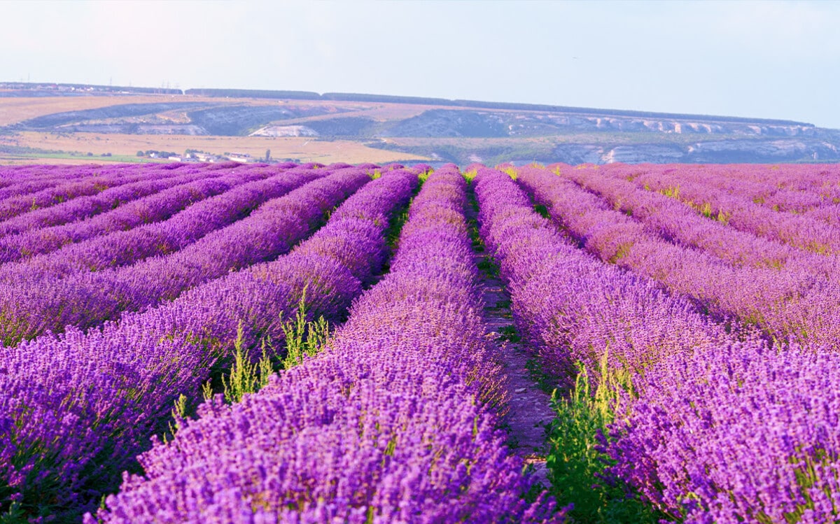 The Lavender Fields in Provence