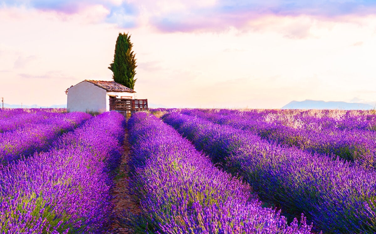 The Provence Lavender Fields