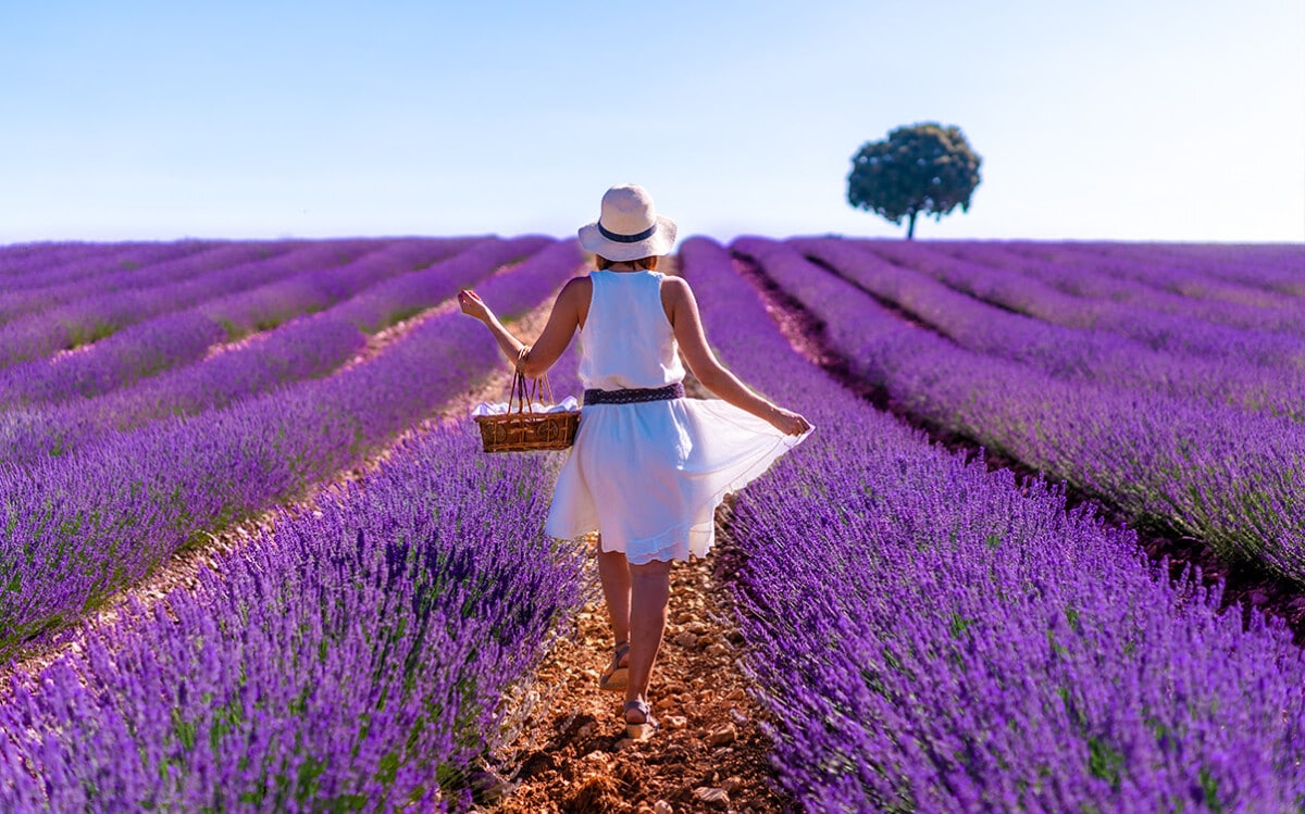 Visiting the Lavender Fields in Provence