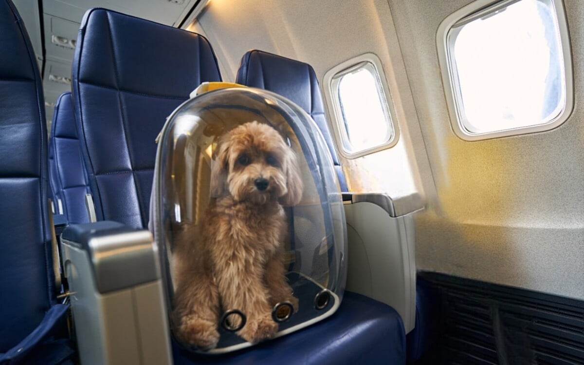 A Dog in a Carrier on a Plane