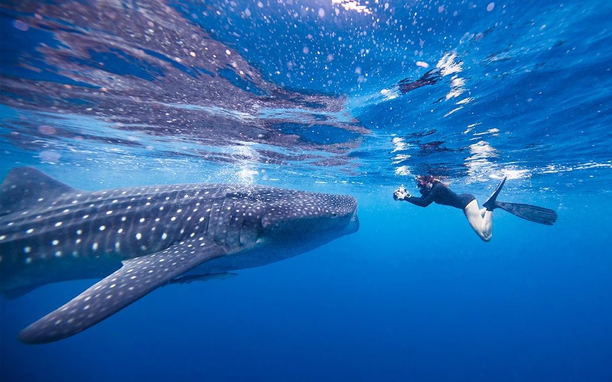 A Diver With a Whale Shark in Cancun