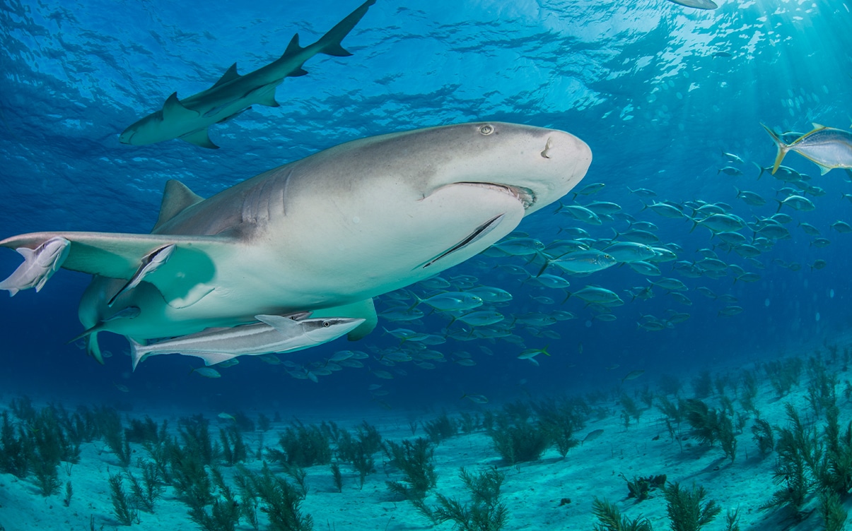 A Lemon Shark Swimming Near Tiger Beach