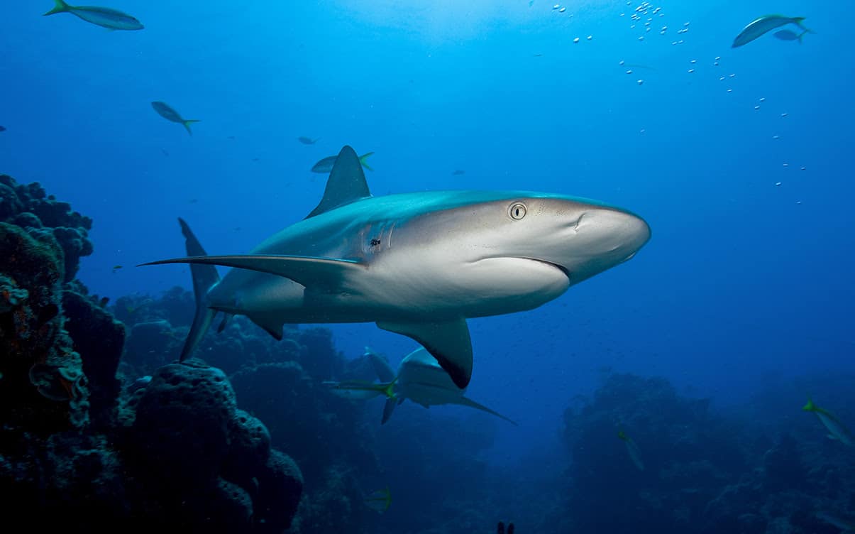 A Reef Shark