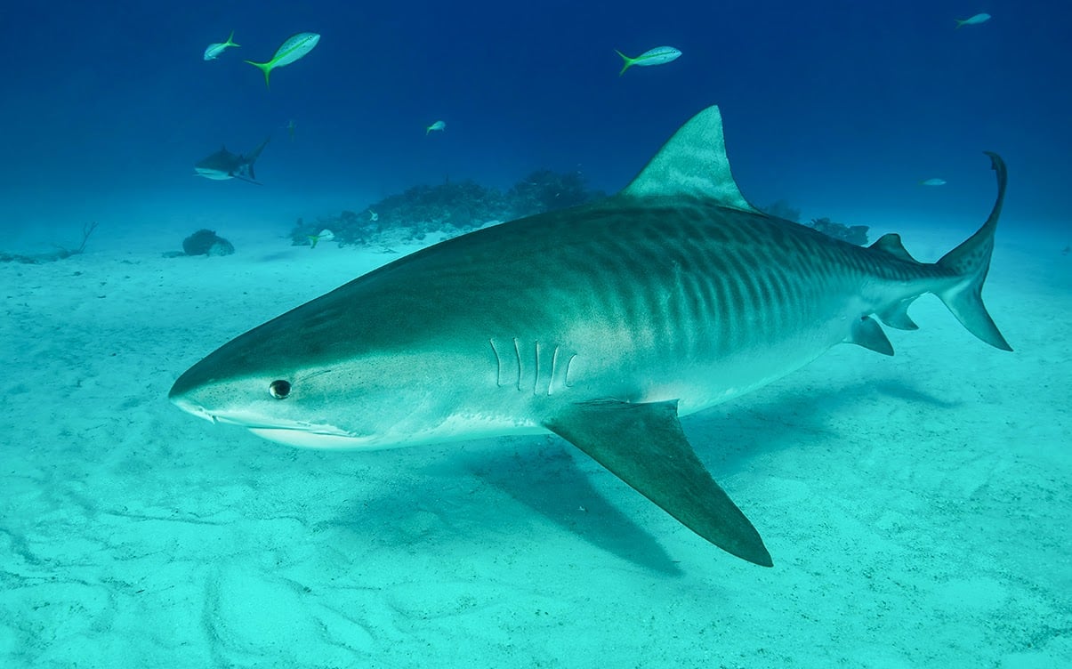 A Tiger Shark Swimming Around Tiger Beach