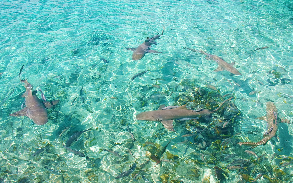 Nurse Sharks in the Caribbean Sea