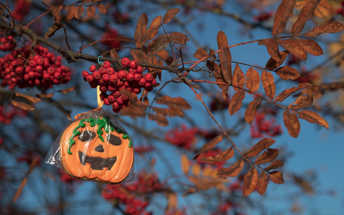 A Halloween Cookie on a Tree Branch