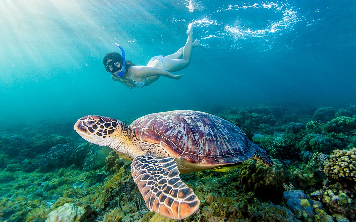 A Woman Swimming With a Turtle in Cebu Philippines