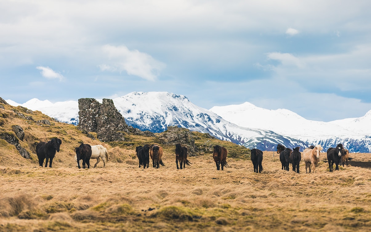 Wild Horses in Iceland During Autumn