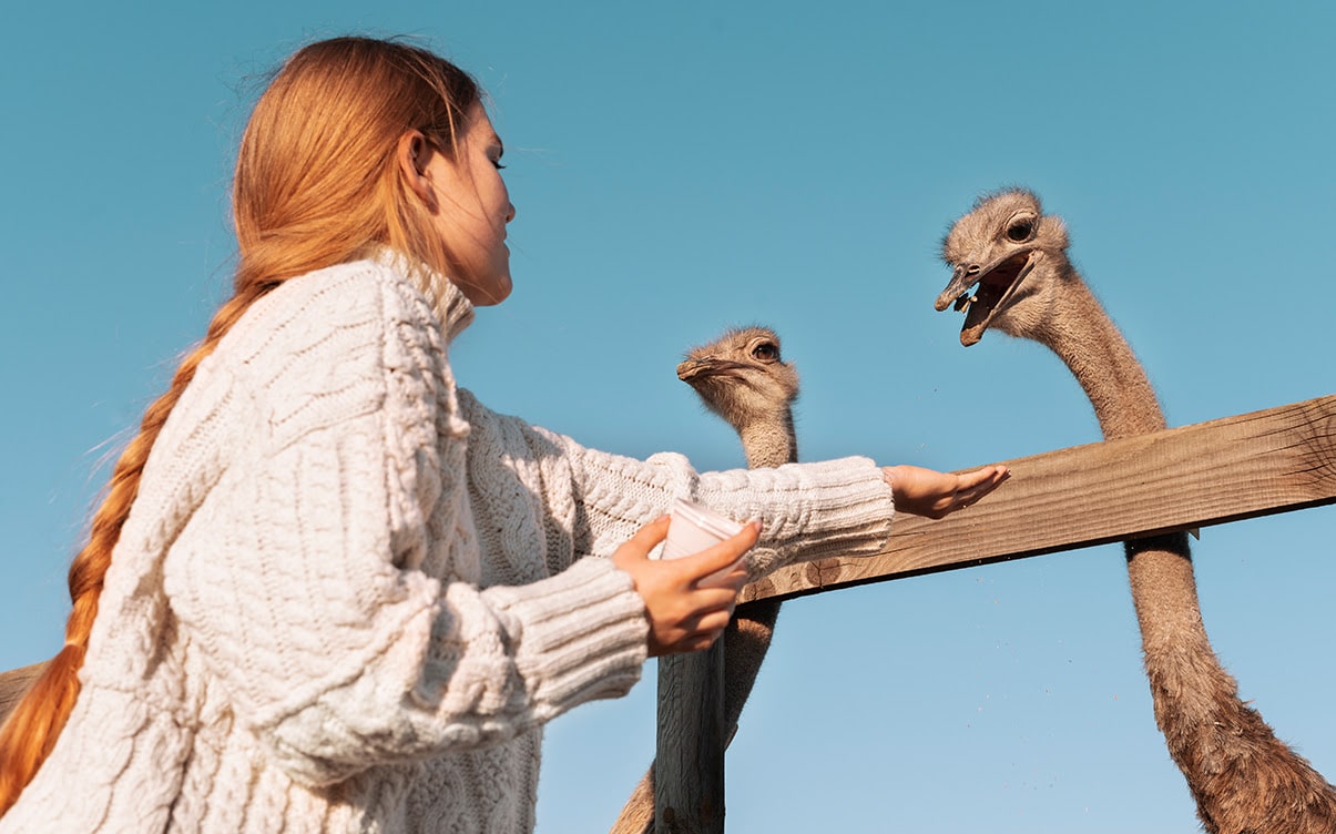 A Woman Feeding Ostriches