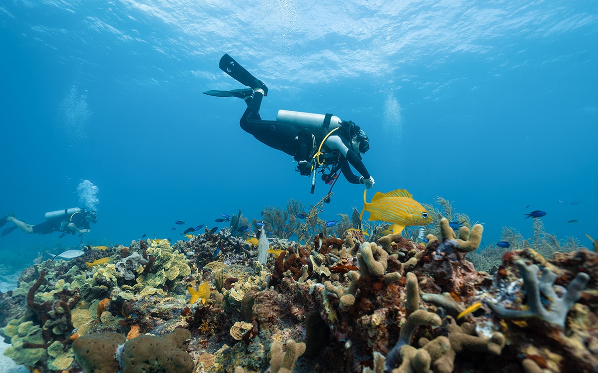 Divers Examining a Coral Reef