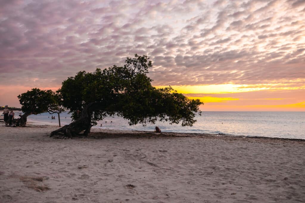 Sunset with the Famous Divi Tree on Eagle Beach Aruba