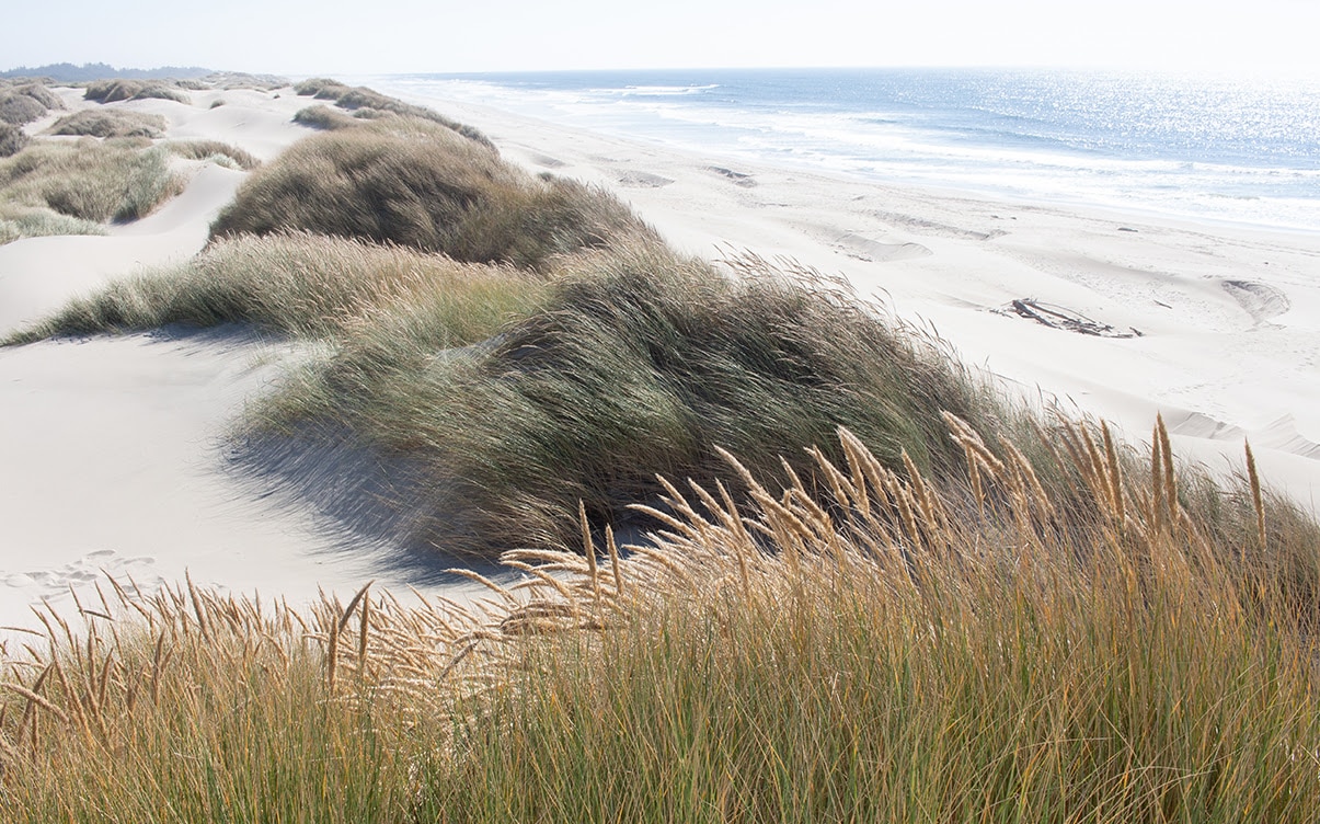 Sand Dunes in Oregon