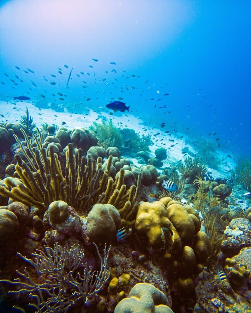 Scuba Diving in Aruba