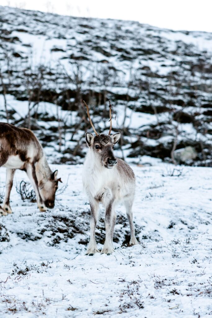 Reindeer in Tromsø Norway