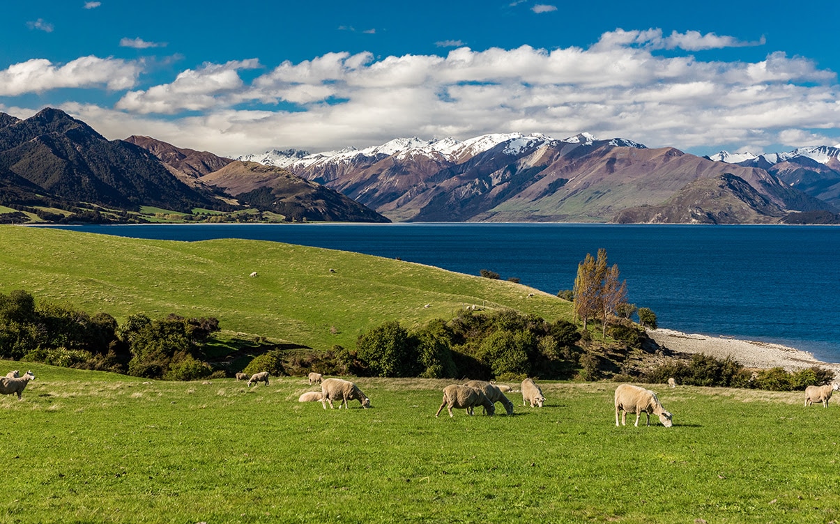 Sheep on a Field on the South Island in New Zealand