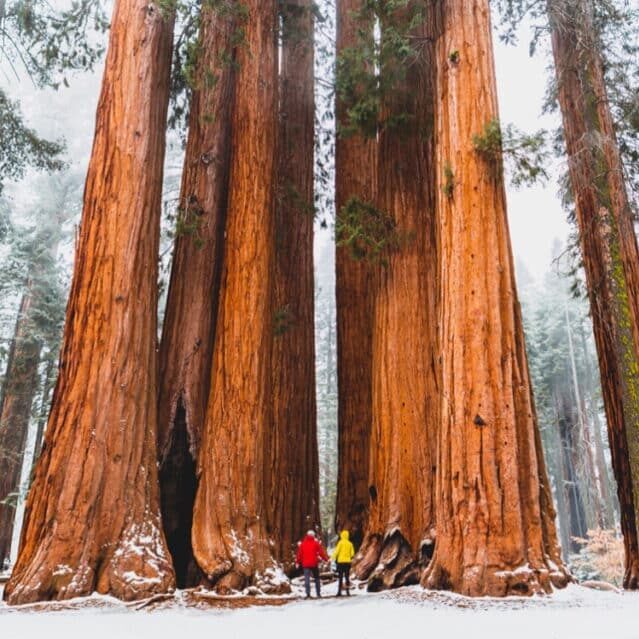 The Lovers Passport at Sequoia National Park