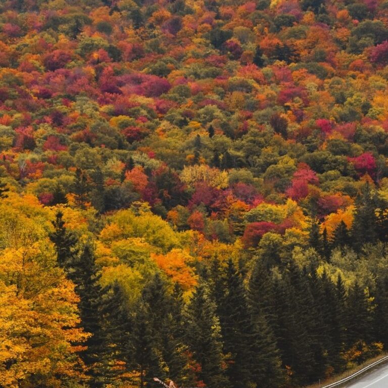 driving down road in new hampshire surrounded by beautiful fall foliage